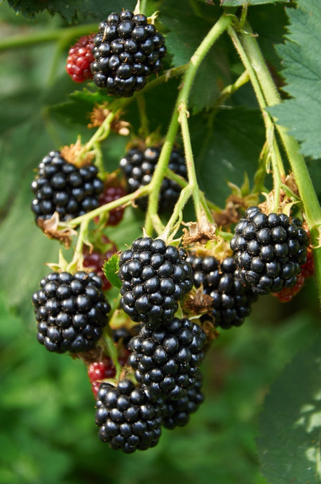 Lochness Mulberry - Frugtbusk
