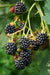 Lochness Mulberry - Frugtbusk