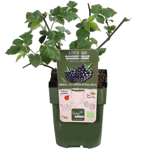 Lochness Mulberry - Frugtbusk