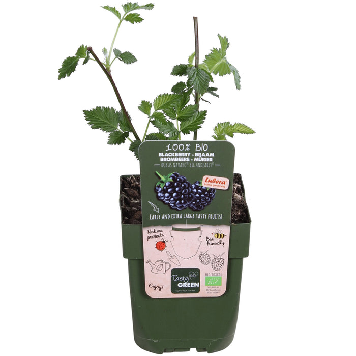 Navaho Mulberry - Frugtbusk