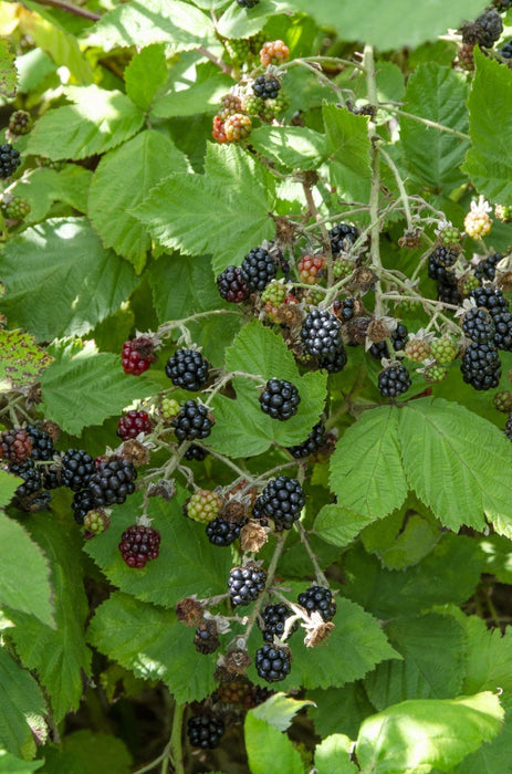 Navaho Mulberry - Frugtbusk