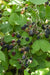 Navaho Mulberry - Frugtbusk