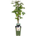 Mulberry - Rubus Fr. Thornless Evergreen Bio