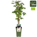 Mulberry - Rubus Fr. Thornless Evergreen Bio