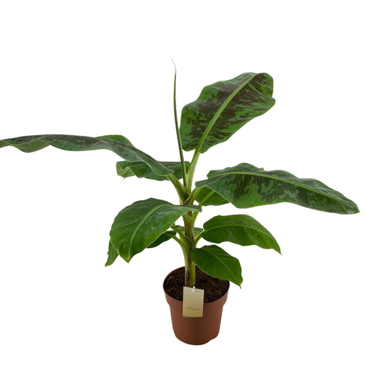 Musa Dværg Cavendish