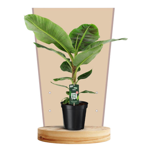 Musa Dværg Cavendish