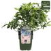Blåbær 'Little Blue Wonder' - ↨45Cm - Ø13 - Frugtbusk
