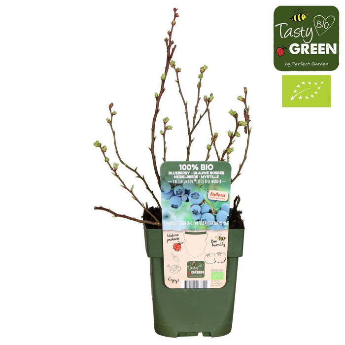Blåbær 'Little Blue Wonder' - ↨45Cm - Ø13 - Frugtbusk