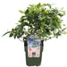 Blåbær 'Little Blue Wonder' - ↨45Cm - Ø13 - Frugtbusk