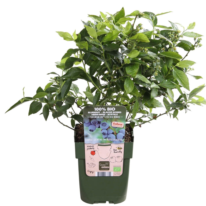Blåbær 'Little Blue Wonder' - ↨45Cm - Ø13 - Frugtbusk