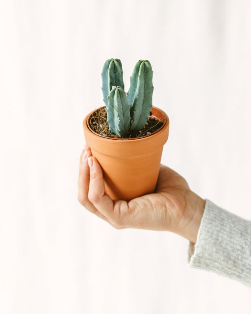 Myrtillocactus (Mini Cactus)