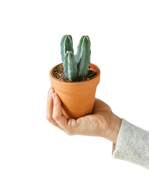 Myrtillocactus (Mini Cactus)