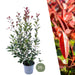 Medlar Blank Rød H125Cm Til 10M Lineær Hæk 25X12L