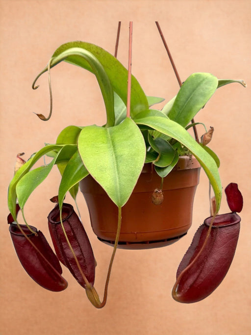 Nepenthes Abekrukker Diana