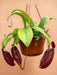 Nepenthes Abekrukker Diana