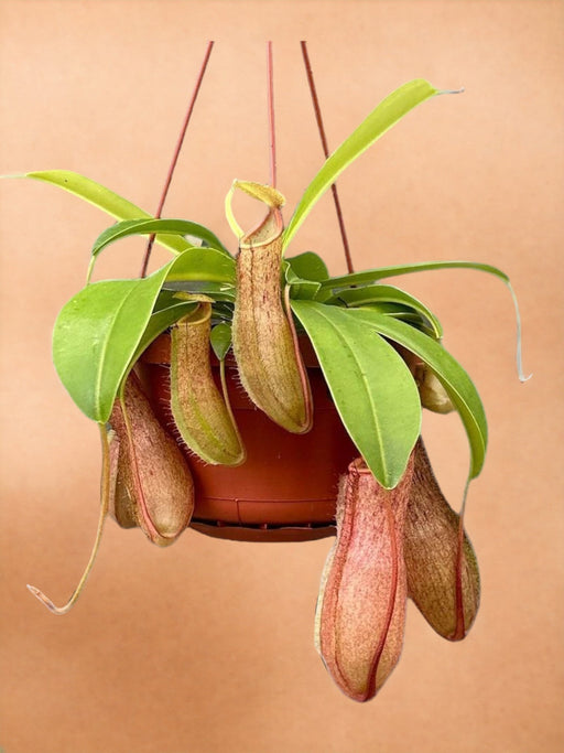 Nepenthes Abekrukker Linda