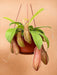 Nepenthes Abekrukker Linda
