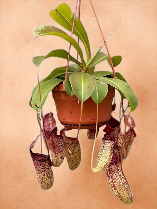 Nepenthes Abekrukker Sam