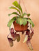 Nepenthes Abekrukker Sam