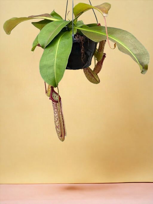 Nepenthes Abekrukker