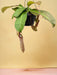 Nepenthes Abekrukker