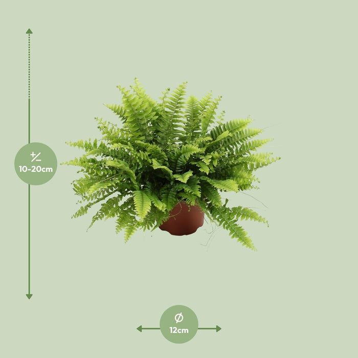 Nephrolepis Boston Green Moment - Ø12Cm - ↕20Cm