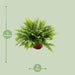 Nephrolepis Boston Green Moment - Ø12Cm - ↕20Cm
