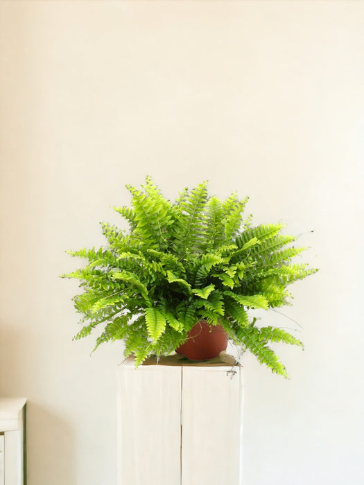 Nephrolepis Boston Green Moment - Ø12Cm - ↕20Cm