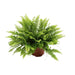 Nephrolepis Boston Green Moment - Ø12Cm - ↕20Cm