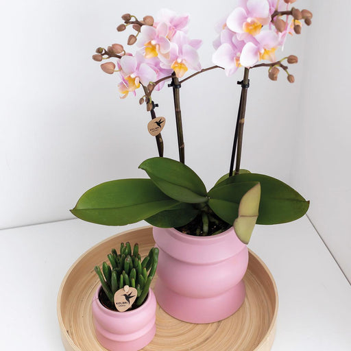 Kombitilbud: 2 Pink Phalaenopsis Orkideer - Andorra, Stueplante