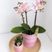 Kombitilbud: 2 Pink Phalaenopsis Orkideer - Andorra, Stueplante