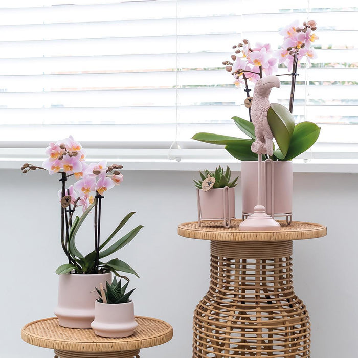 Kombitilbud: 2 Pink Phalaenopsis Orkideer - Andorra, Stueplante
