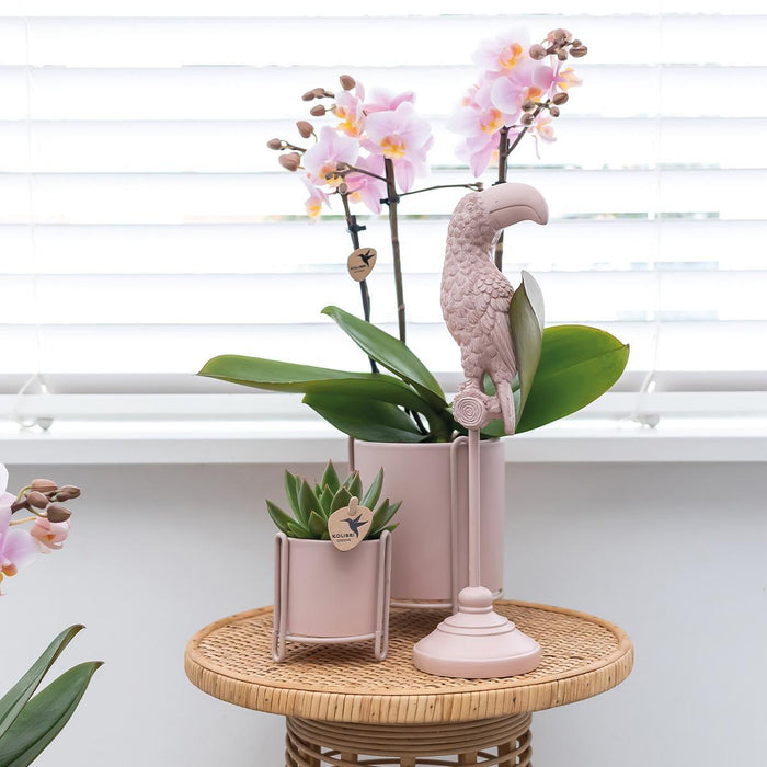 Kombitilbud: 2 Pink Phalaenopsis Orkideer - Andorra, Stueplante