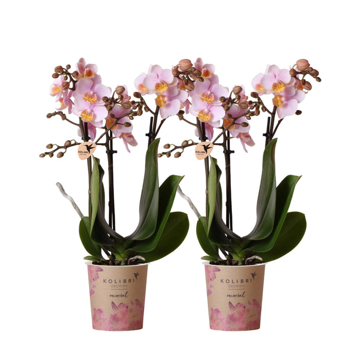 Kombitilbud: 2 Pink Phalaenopsis Orkideer - Andorra, Stueplante