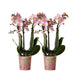 Kombitilbud: 2 Pink Phalaenopsis Orkideer - Andorra, Stueplante