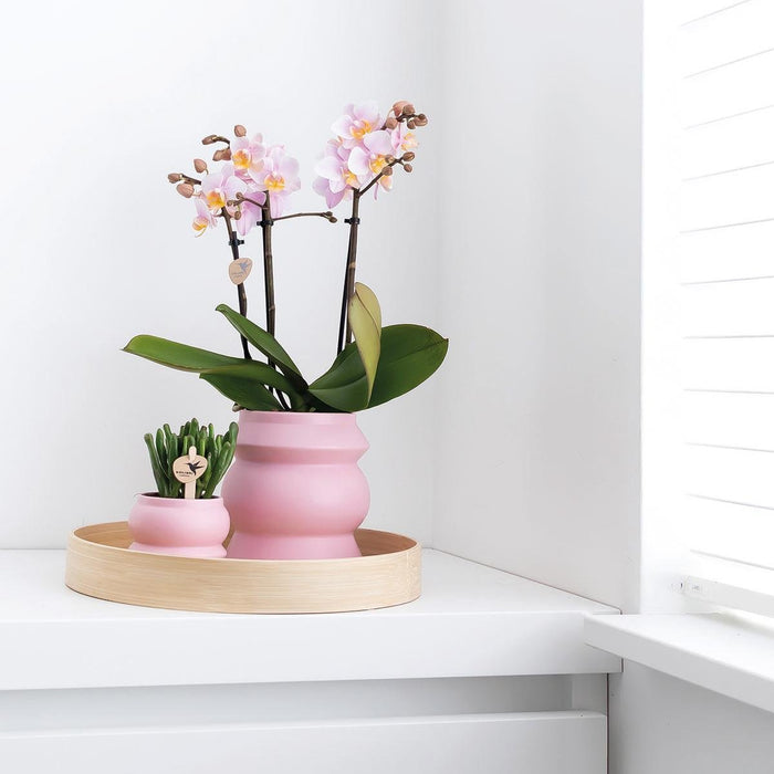 Kombitilbud: 2 Pink Phalaenopsis Orkideer - Andorra, Stueplante