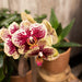 Kombitilbud: 2 Røde Og Gule Phalaenopsis Orkideer - Spanien