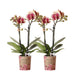 Kombitilbud: 2 Røde Og Gule Phalaenopsis Orkideer - Spanien