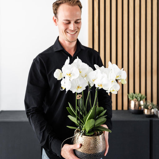 Kombineret Tilbud: 2 Hvide Phalaenopsis Orkideer I Blomst