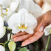 Kombineret Tilbud: 2 Hvide Phalaenopsis Orkideer I Blomst
