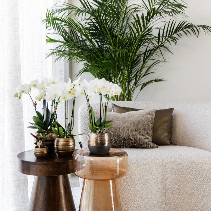 Kombineret Tilbud: 2 Hvide Phalaenopsis Orkideer I Blomst