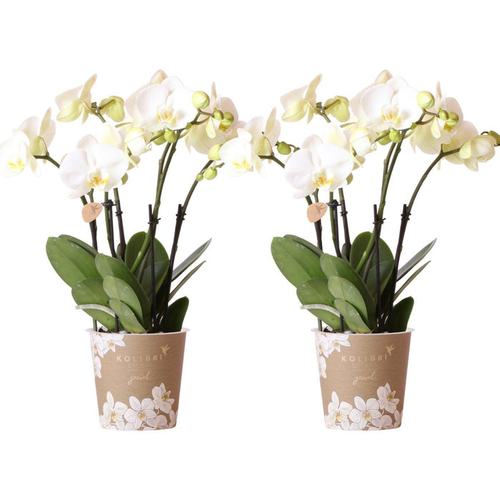 Kombineret Tilbud: 2 Hvide Phalaenopsis Orkideer I Blomst