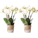 Kombineret Tilbud: 2 Hvide Phalaenopsis Orkideer I Blomst