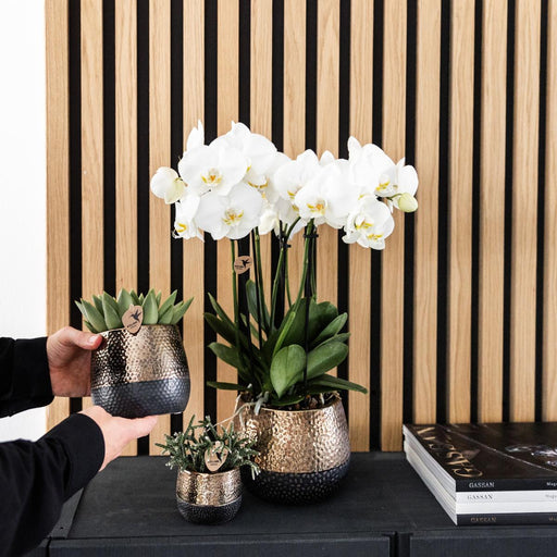 Kombineret Tilbud: 2 Hvide Phalaenopsis Orkideer I Blomst