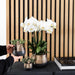 Kombineret Tilbud: 2 Hvide Phalaenopsis Orkideer I Blomst