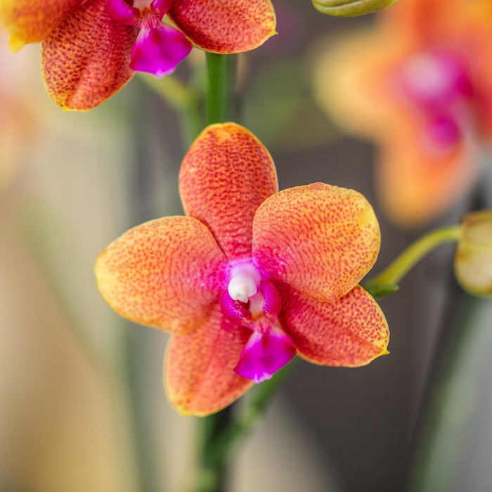 Kombineret Tilbud: 2 Orange Duftende Phalaenopsis Orkideer