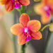 Kombineret Tilbud: 2 Orange Duftende Phalaenopsis Orkideer