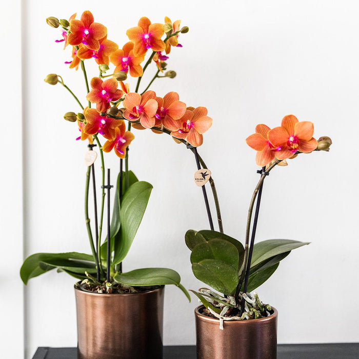 Kombineret Tilbud: 2 Orange Duftende Phalaenopsis Orkideer
