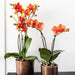 Kombineret Tilbud: 2 Orange Duftende Phalaenopsis Orkideer