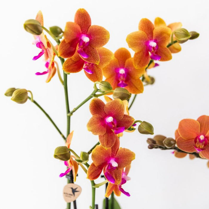 Kombineret Tilbud: 2 Orange Duftende Phalaenopsis Orkideer